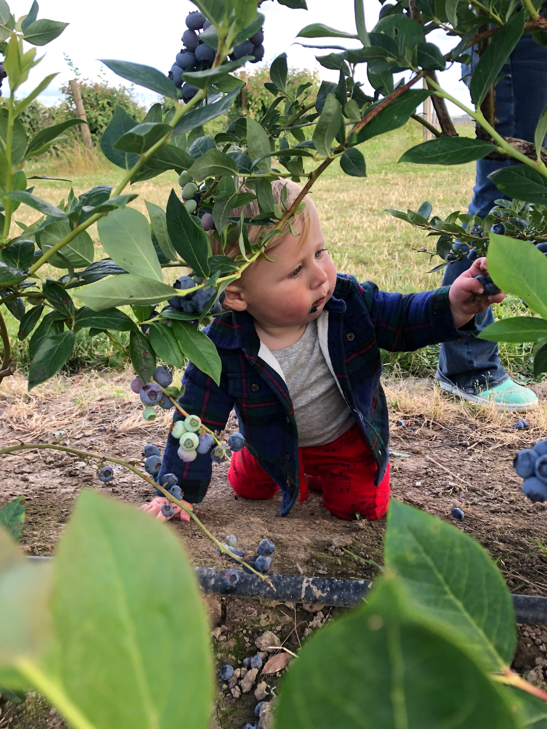 Child picking blueberries