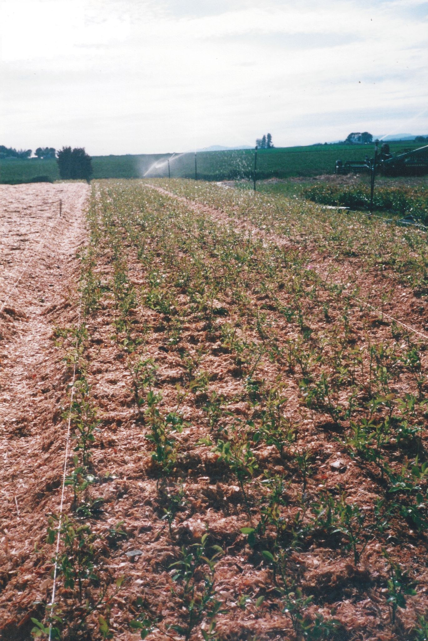 Farm field rows