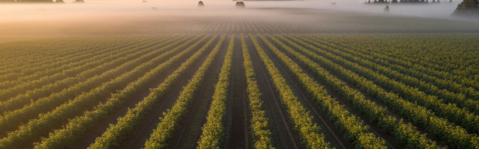 Oregon berry farm panoramic view